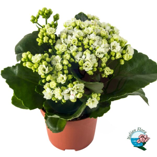 Pianta di Kalanchoe bianca per condoglianze